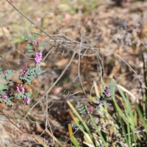 Indigofera australis subsp. australis at Mongarlowe, NSW - 19 Oct 2019