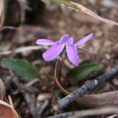 Viola betonicifolia at Mongarlowe, NSW - 19 Oct 2019