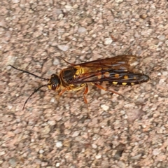 Catocheilus sp. (genus) (Smooth flower wasp) at Tathra, NSW - 18 Oct 2019 by MikeHealey