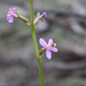 Stylidium graminifolium at Mongarlowe, NSW - 19 Oct 2019 04:01 PM