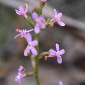 Stylidium graminifolium at Mongarlowe, NSW - 19 Oct 2019 04:01 PM