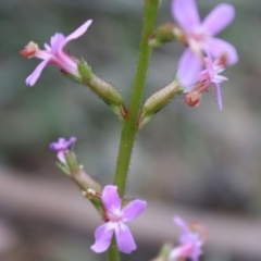 Stylidium graminifolium at Mongarlowe, NSW - 19 Oct 2019 04:01 PM