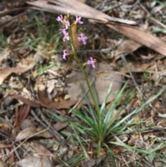 Stylidium graminifolium at Mongarlowe, NSW - 19 Oct 2019 04:01 PM