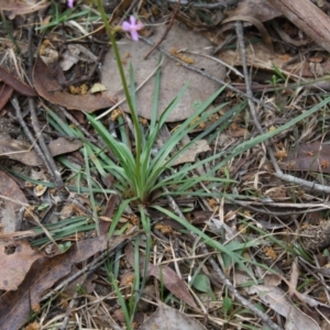 Stylidium graminifolium at Mongarlowe, NSW - 19 Oct 2019 04:01 PM