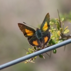 Paralucia aurifera (Bright Copper) at Mongarlowe, NSW - 19 Oct 2019 by LisaH