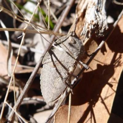 Goniaea australasiae (Gumleaf grasshopper) at Booth, ACT - 18 Oct 2019 by Christine