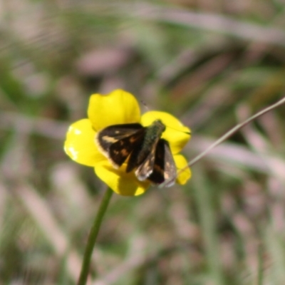 Ocybadistes walkeri (Green Grass-dart) at Mongarlowe River - 19 Oct 2019 by LisaH