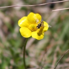 Simosyrphus grandicornis (Common hover fly) at Mongarlowe, NSW - 19 Oct 2019 by LisaH