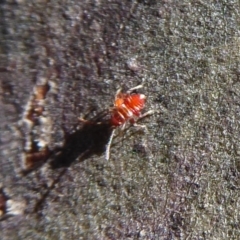 Miridae (family) (Unidentified plant bug) at Rendezvous Creek, ACT - 18 Oct 2019 by Christine