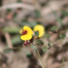 Bossiaea buxifolia (Matted Bossiaea) at Mongarlowe River - 19 Oct 2019 by LisaH