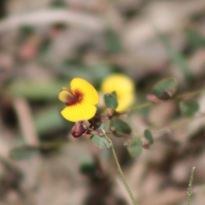 Bossiaea buxifolia (Matted Bossiaea) at Mongarlowe, NSW - 19 Oct 2019 by LisaH