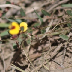 Bossiaea buxifolia at Mongarlowe, NSW - 19 Oct 2019 02:02 PM