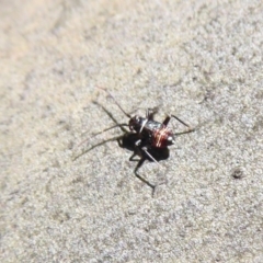 Pentatomidae (family) (Shield or Stink bug) at Rendezvous Creek, ACT - 18 Oct 2019 by Christine