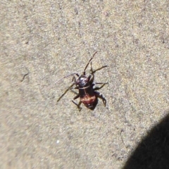 Pentatomidae (family) at Rendezvous Creek, ACT - 18 Oct 2019