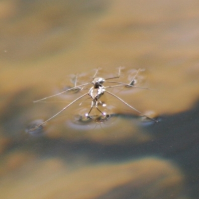 Gerridae (family) (Unidentified water strider) at Mongarlowe River - 19 Oct 2019 by LisaH