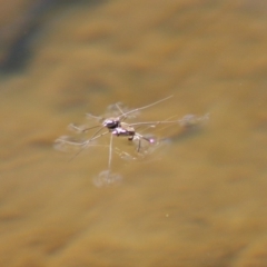 Gerridae (family) at Charleys Forest, NSW - 19 Oct 2019