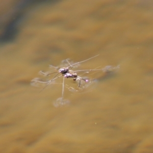 Gerridae (family) at Charleys Forest, NSW - 19 Oct 2019