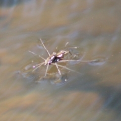 Gerridae (family) at Charleys Forest, NSW - 19 Oct 2019