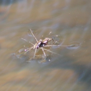 Gerridae (family) at Charleys Forest, NSW - 19 Oct 2019