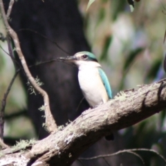 Todiramphus sanctus (Sacred Kingfisher) at Mongarlowe River - 19 Oct 2019 by LisaH