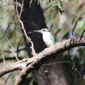 Todiramphus sanctus at Mongarlowe, NSW - 19 Oct 2019