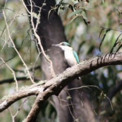 Todiramphus sanctus at Mongarlowe, NSW - 19 Oct 2019