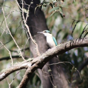 Todiramphus sanctus at Mongarlowe, NSW - 19 Oct 2019