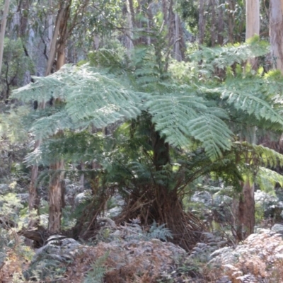 Dicksonia antarctica (Soft Treefern) at Mongarlowe, NSW - 19 Oct 2019 by LisaH