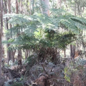 Dicksonia antarctica at Mongarlowe, NSW - suppressed