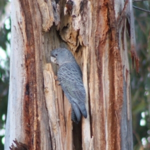 Callocephalon fimbriatum at Hughes, ACT - 19 Oct 2019