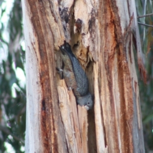 Callocephalon fimbriatum at Hughes, ACT - suppressed