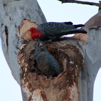 Callocephalon fimbriatum (Gang-gang Cockatoo) at Hughes, ACT - 19 Oct 2019 by LisaH