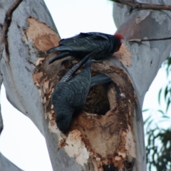 Callocephalon fimbriatum at Hughes, ACT - suppressed