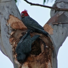 Callocephalon fimbriatum at Hughes, ACT - suppressed