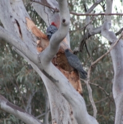 Callocephalon fimbriatum at Hughes, ACT - suppressed