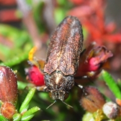 Ethonion leai (Root-galling jewel beetle) at Dunlop, ACT - 17 Oct 2019 by Harrisi