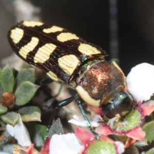 Castiarina decemmaculata at Dunlop, ACT - 18 Oct 2019