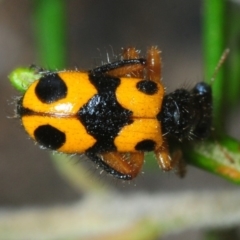 Lemidia leoparda (Leopard clerid beetle) at Greenway, ACT - 17 Oct 2019 by Harrisi