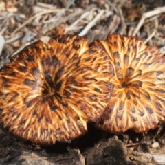 Lentinus arcularius (Fringed Polypore) at Greenway, ACT - 17 Oct 2019 by Harrisi