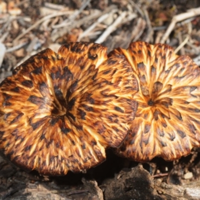 Lentinus arcularius (Fringed Polypore) at Greenway, ACT - 17 Oct 2019 by Harrisi