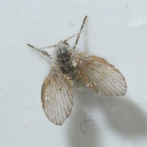 Psychodidae sp. (family) at Belconnen, ACT - 18 Oct 2019