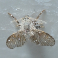 Psychodidae sp. (family) at Belconnen, ACT - 18 Oct 2019