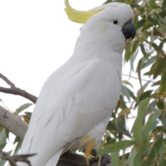Cacatua galerita (Sulphur-crested Cockatoo) at Yarralumla, ACT - 18 Oct 2019 by michaelb