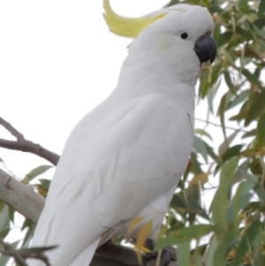 Cacatua galerita at Yarralumla, ACT - 19 Oct 2019