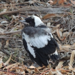 Gymnorhina tibicen at Yarralumla, ACT - 19 Oct 2019