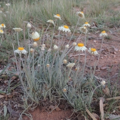 Leucochrysum albicans subsp. tricolor (Hoary Sunray) at Yarralumla, ACT - 19 Oct 2019 by MichaelBedingfield