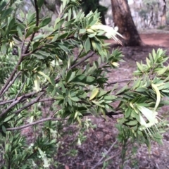 Styphelia triflora at Majura, ACT - 29 Mar 2014