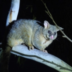 Trichosurus vulpecula (Common Brushtail Possum) at Yarralumla, ACT - 19 Oct 2019 by MichaelBedingfield