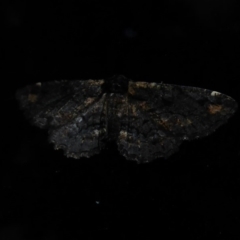 Pholodes sinistraria (Sinister or Frilled Bark Moth) at Flynn, ACT - 14 Oct 2019 by Christine