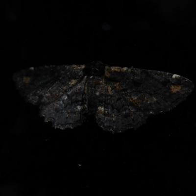 Pholodes sinistraria (Sinister or Frilled Bark Moth) at Flynn, ACT - 14 Oct 2019 by Christine